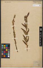 Foto von Salix triandra L. x Salix viminalis L.